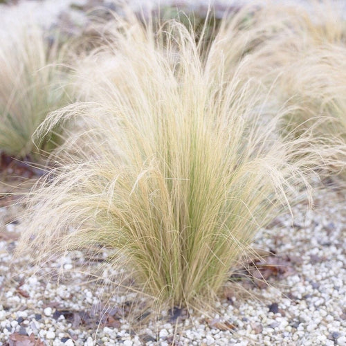 Stipa tenuissima 'Pony Tails' Perennial Bedding