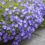Dalmatian Bellflower | Campanula portenschlagiana Perennial Bedding
