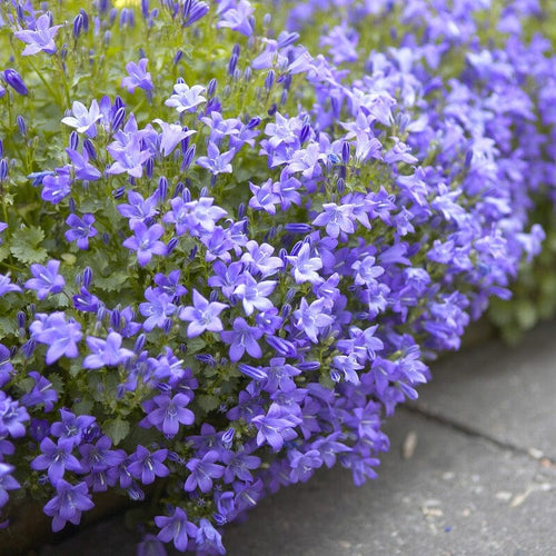 Dalmatian Bellflower | Campanula portenschlagiana Perennial Bedding