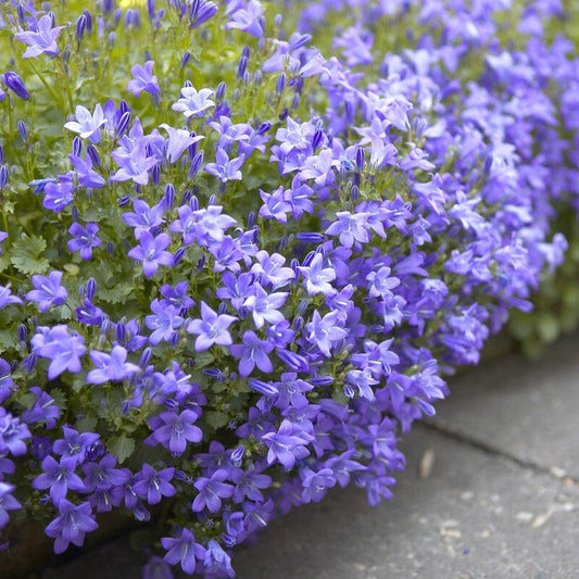 Dalmatian Bellflower | Campanula portenschlagiana Perennial Bedding