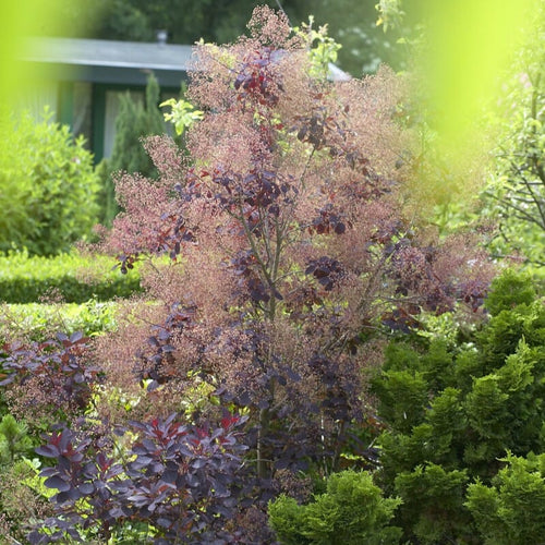 Smoke Tree | Cotinus coggygria 'Royal Purple' Shrubs