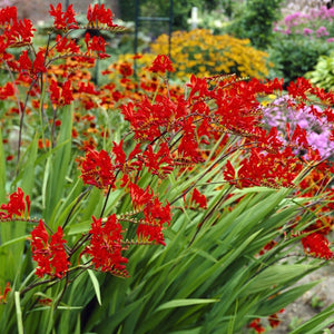 Crocosmia 'Lucifer' Perennial Bedding