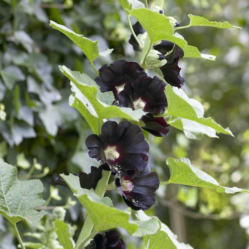 Black Hollyhock | Alcea rosea 'Nigra' Perennial Bedding