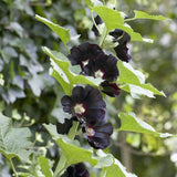 Black Hollyhock | Alcea rosea 'Nigra' Perennial Bedding