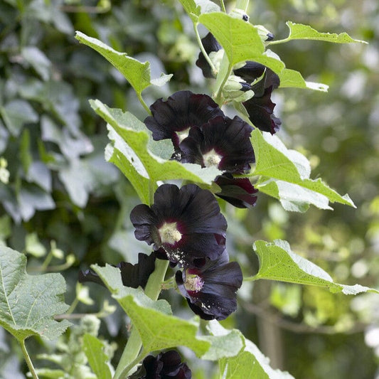 Black Hollyhock | Alcea rosea 'Nigra' Perennial Bedding