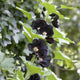 Black Hollyhock | Alcea rosea 'Nigra' Perennial Bedding