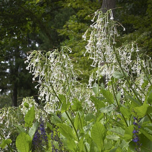 Woodland Tobacco Plant | Nicotiana sylvestris Perennial Bedding