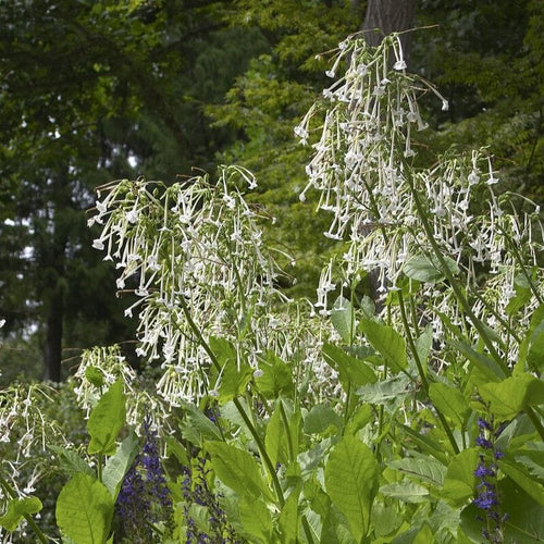 Woodland Tobacco Plant | Nicotiana sylvestris Perennial Bedding
