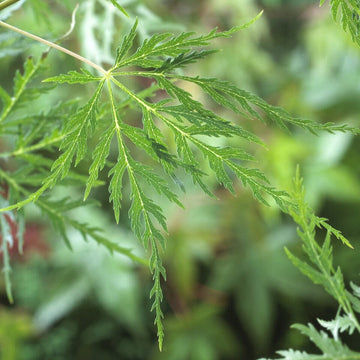 Acer Tree Care: Planting, Feeding and Problem Solving – Roots Plants