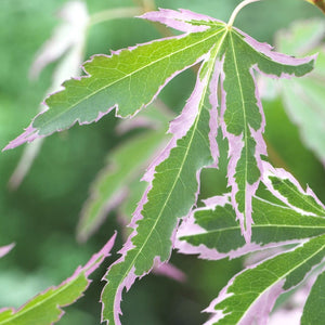Patio Japanese Maple Tree | Acer palmatum 'Taylor' Ornamental Trees