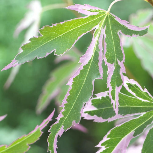 Patio Japanese Maple Tree | Acer palmatum 'Taylor' Ornamental Trees