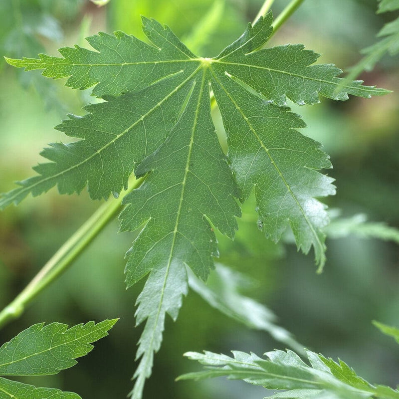 Japanese Maple Tree | Acer palmatum dissectum 'Seiryū' Ornamental Trees
