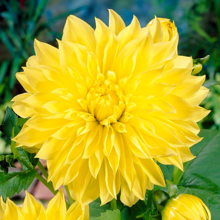 Dahlia Kelvin Floodlight Perennial Bedding