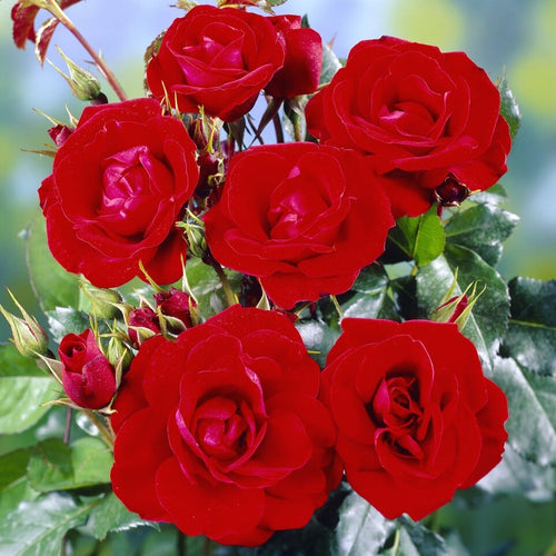 'Ruby Anniversary' Bush Rose Shrubs