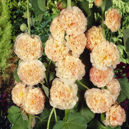 Hollyhock 'Chater's Salmon Pink' Perennial Bedding