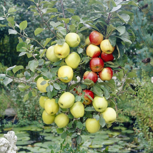 Apple Key Tree Two Duo Apple Tree | 'Jonagold' & 'Golden Pearmain' – Roots Plants