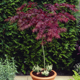 Red Weeping Japanese Maple Tree | Acer palmatum 'Garnet' Ornamental Trees