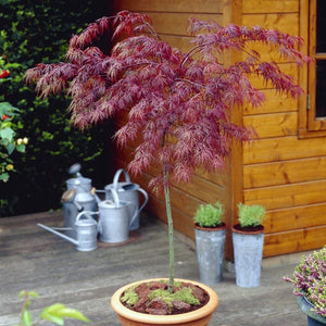 Patio Acer Tree | Acer Palmatum 'Inaba-shidare' Ornamental Trees