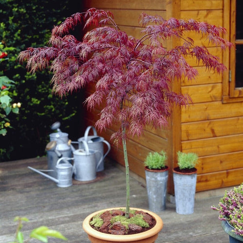 Patio Acer Tree | Acer Palmatum 'Inaba-shidare' Ornamental Trees