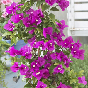 Purple Bougainvillea 'Alexandra' Climbing Plants