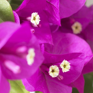 Purple Bougainvillea 'Alexandra' Climbing Plants