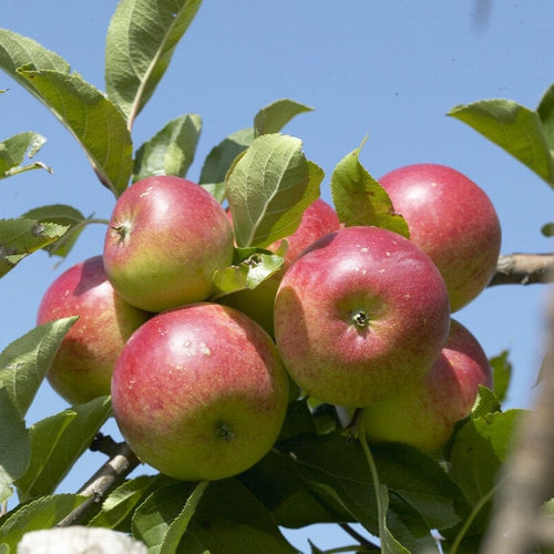 'Discovery' Apple Tree Fruit Trees