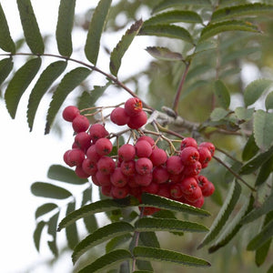 Columnar Rowan Tree | Sorbus x thuringiaca 'Fastigiata' Ornamental Trees
