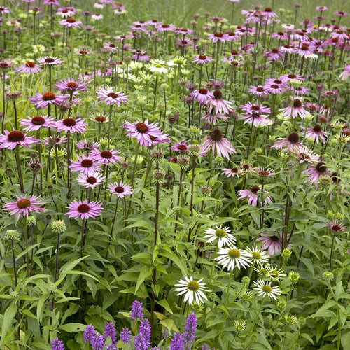 Purple Coneflower | Echinacea purpurea Perennial Bedding