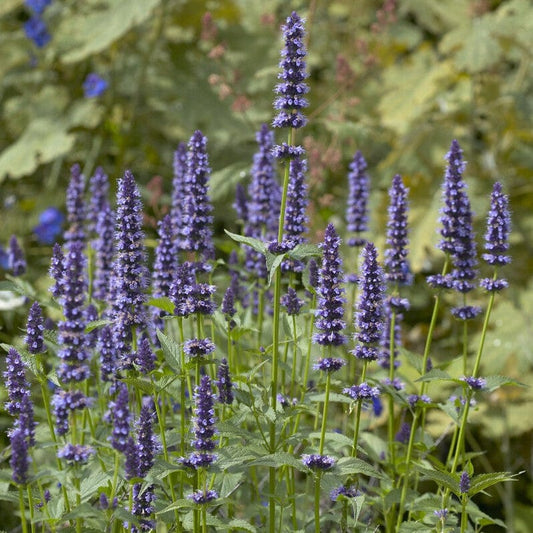 Agastache 'Black Adder' | Giant hyssop Perennial Bedding