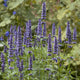 Agastache 'Black Adder' | Giant hyssop Perennial Bedding