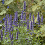 Agastache 'Black Adder' | Giant hyssop Perennial Bedding