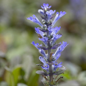 Ajuga 'Chocolate Chip' Perennial Bedding