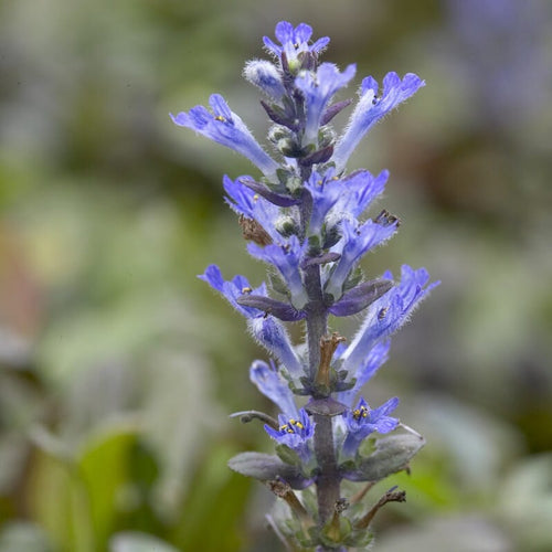 Ajuga 'Chocolate Chip' Perennial Bedding