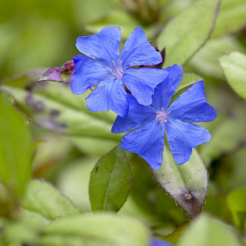 Hardy plumbago | Ceratostigma plumbaginoides Perennial Bedding