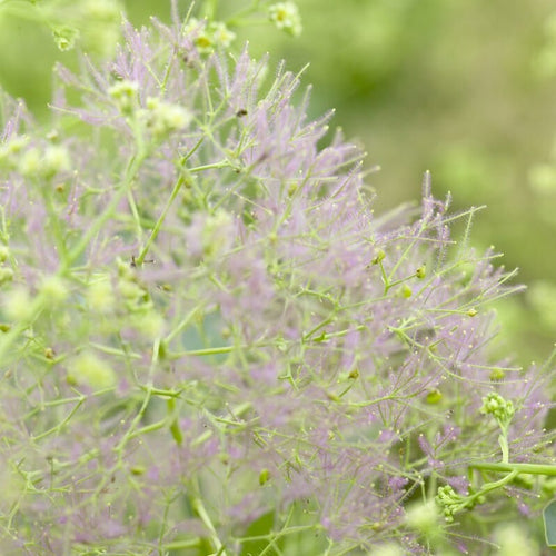 Cotinus coggygria 'Young Lady' | Smoke Tree Shrubs