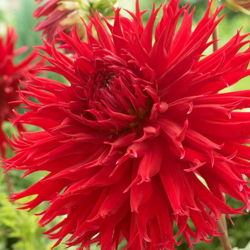 Dahlia Jaxon Perennial Bedding