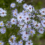 Aster 'Little Carlow' Perennial Bedding