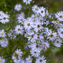 Aster 'Little Carlow' Perennial Bedding