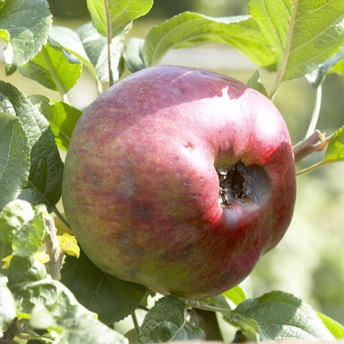 'Howgate Wonder' Apple Tree – Roots Plants