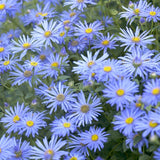 Aster × frikartii 'Mönch' Perennial Bedding