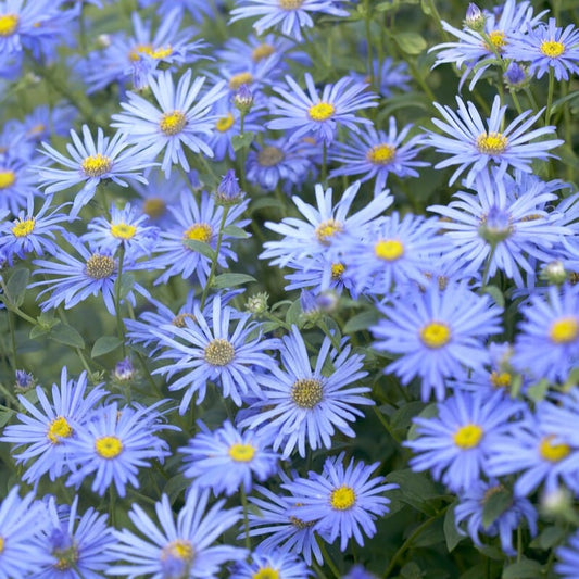 Aster × frikartii 'Mönch' Perennial Bedding