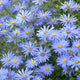 Aster × frikartii 'Mönch' Perennial Bedding