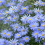 Aster × frikartii 'Mönch' Perennial Bedding