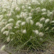 Pennisetum villosum Perennial Bedding