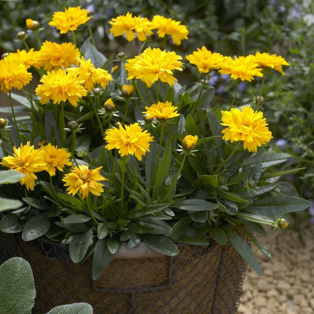 Coreopsis 'Early Sunrise' Perennial Bedding