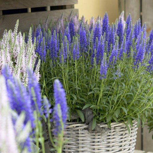 Veronica 'Inspire Blue' Perennial Bedding