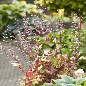 Heuchera 'Marmalade' Perennial Bedding