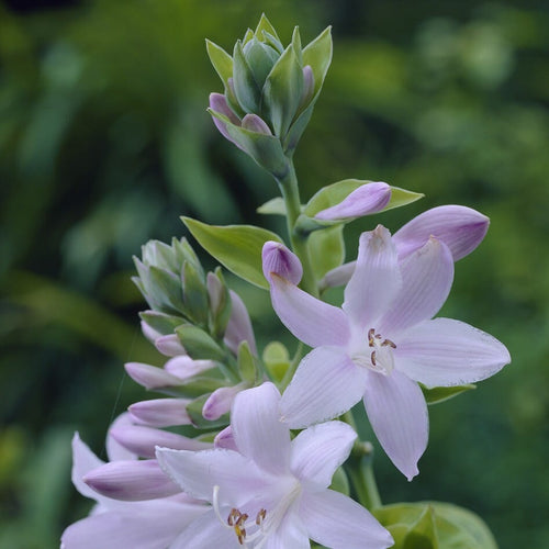Hosta 'Guacamole' Perennial Bedding