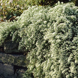 Aster ericoides 'Snow Flurry' Perennial Bedding