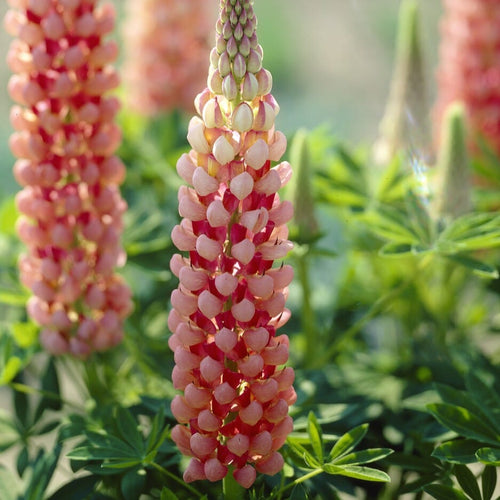 Lupin West Country 'Salmon Star' Perennial Bedding
